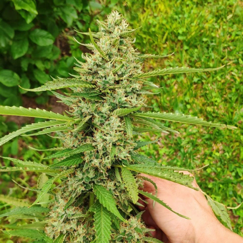 CBD Mazar - Imagem 3