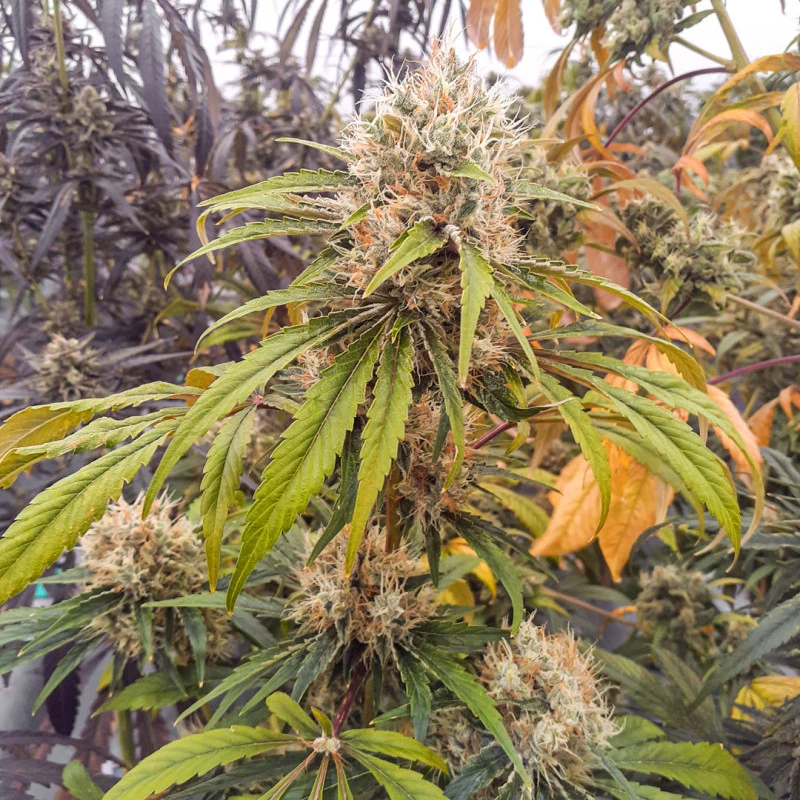 CBG Force - Imagem 2