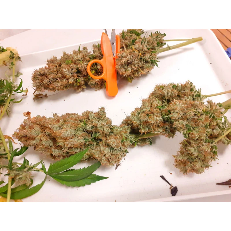 CBG Force - Imagem 3