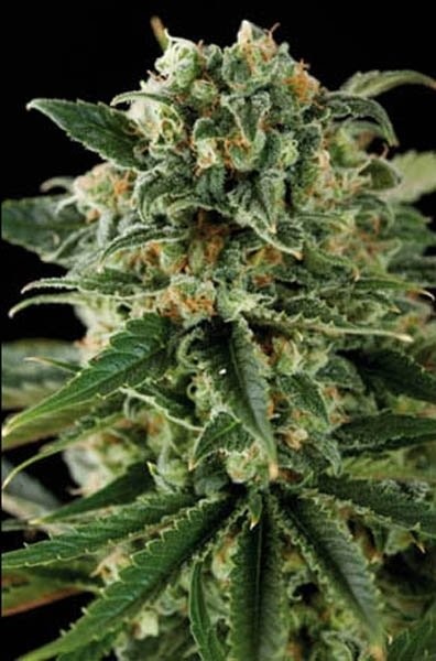 Critical Auto - Imagem 3