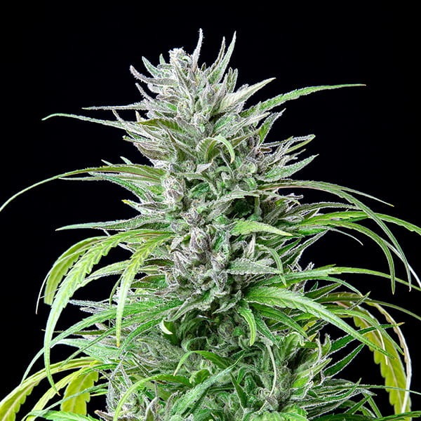Critical Kush - Imagem 2