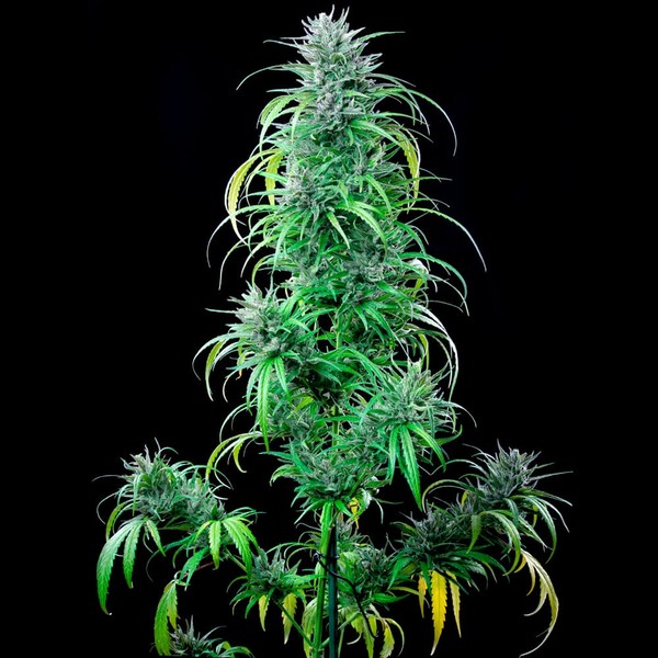 Critical Kush - Imagem 3