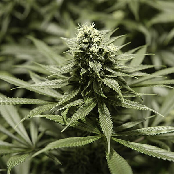 Critical Kush - Imagem 4