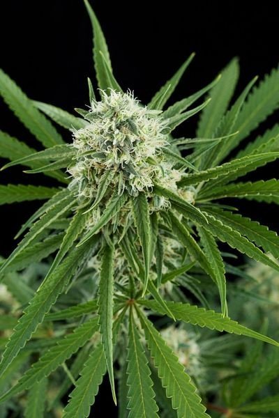 Critical + - Imagem 2