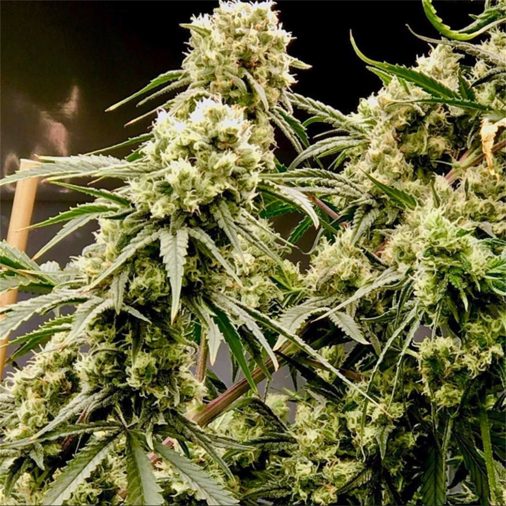 Critical + - Imagem 3