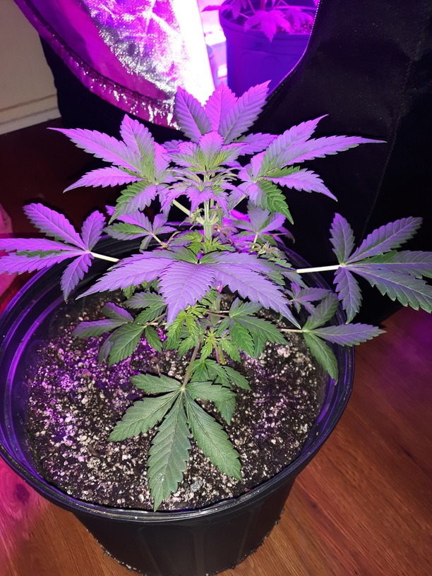 Critical Purple Auto - Imagem 2