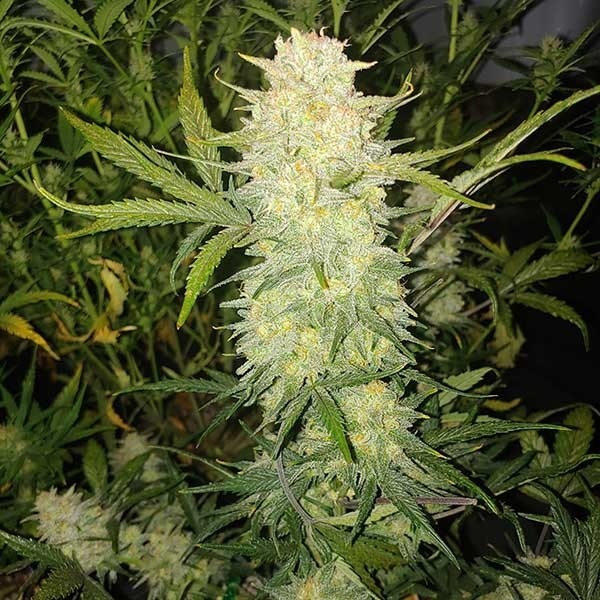 Critical Auto - Imagem 2