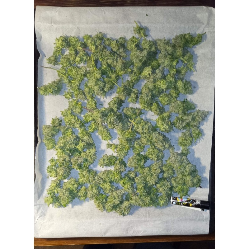 Crystal White Kush - Imagem 3