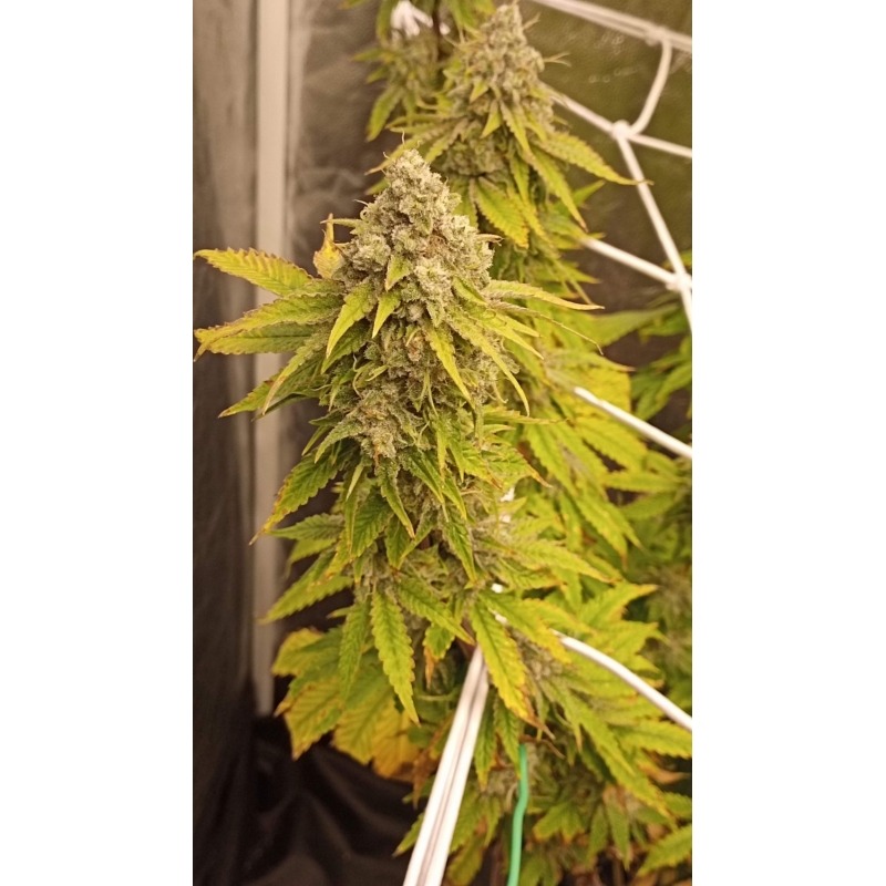 Crystal White Kush - Imagem 2