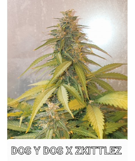 Dos si Dos x Zkitlez Auto - Imagem 2