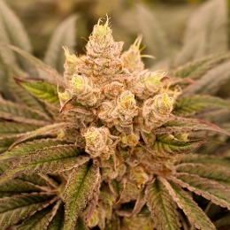 Sherbet Jed Joint - Imagem 3