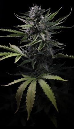 Sherbet Jed Joint - Imagem 4