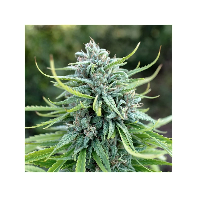 Durban Poison - Imagem 2