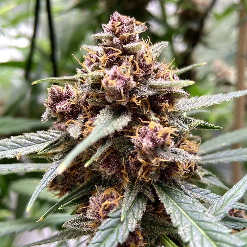 Durban Poison - Imagem 4