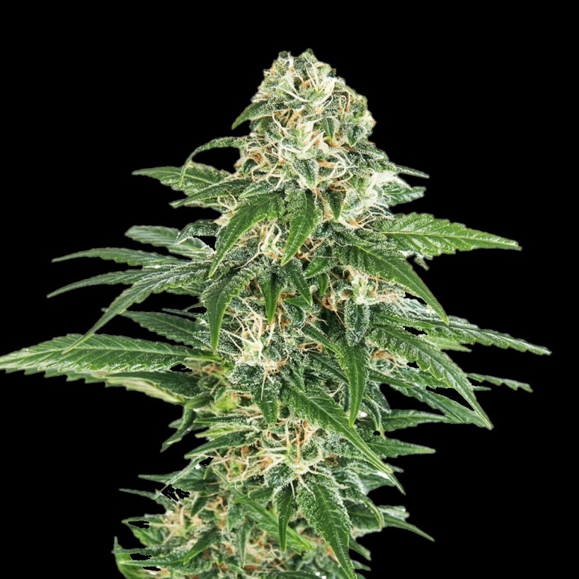 Early Hash Skunk - Imagem 2