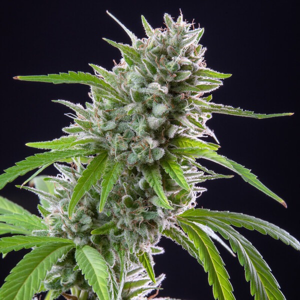 EL PATRON - Imagem 2