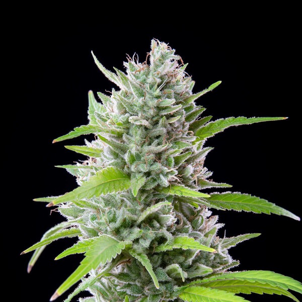 EL PATRON - Imagem 4