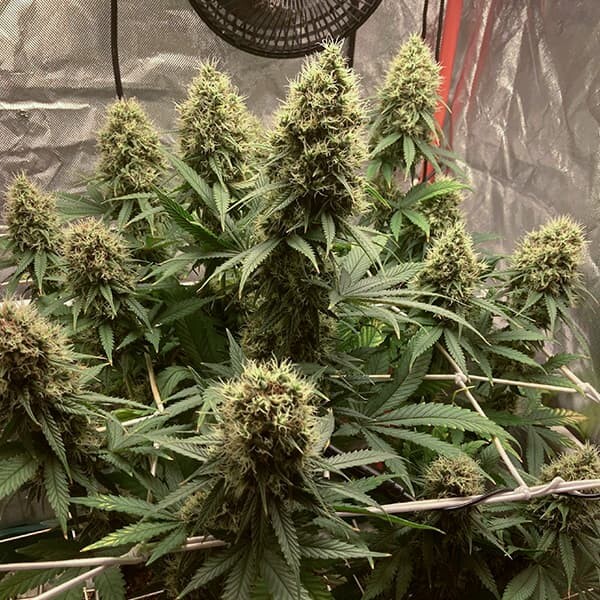 Euphoria Cbd - Imagem 2