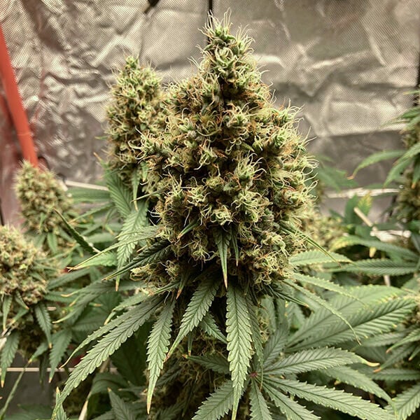 Euphoria Cbd - Imagem 4