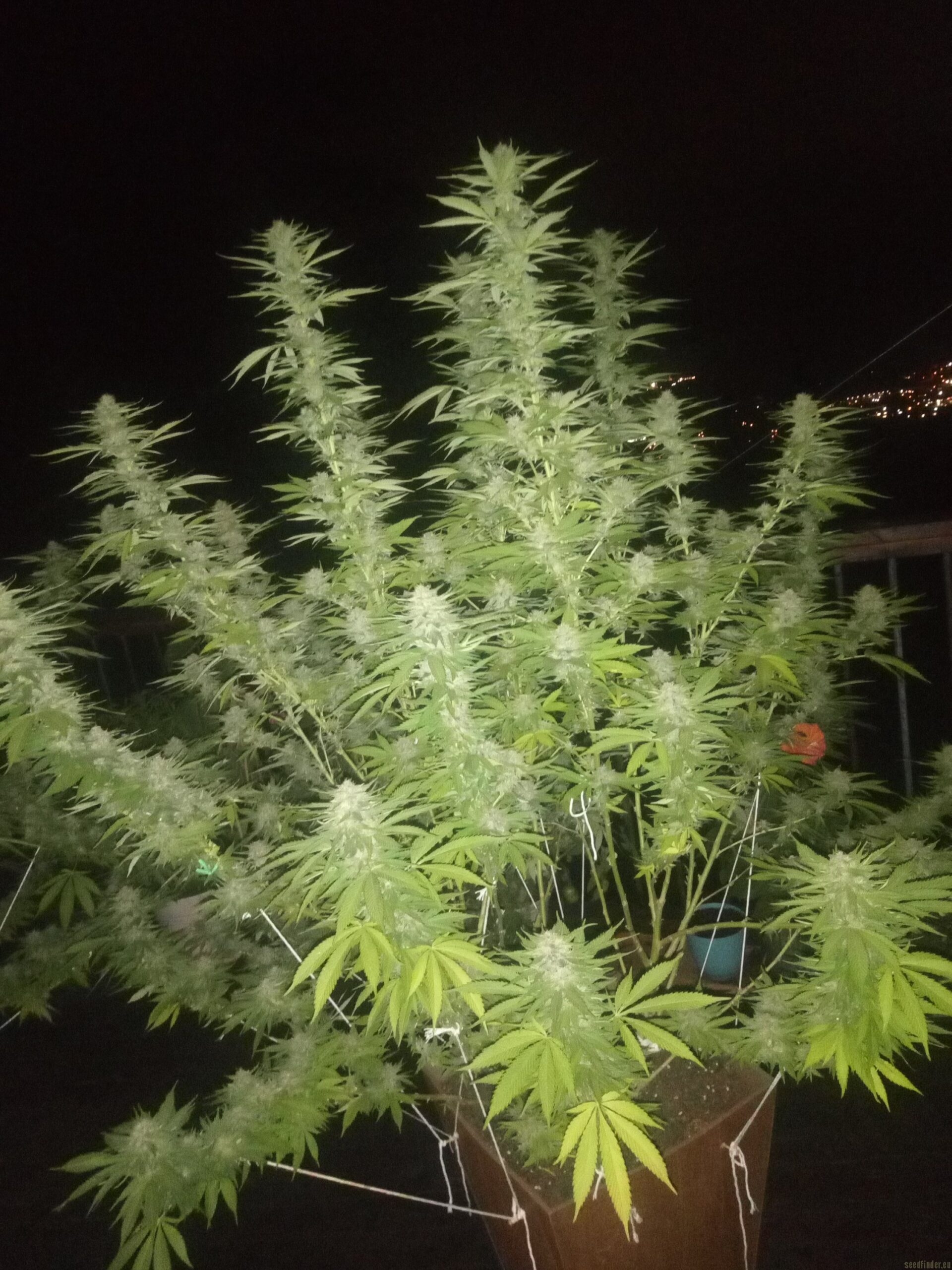 Forbidden Zkittlez - Imagem 2