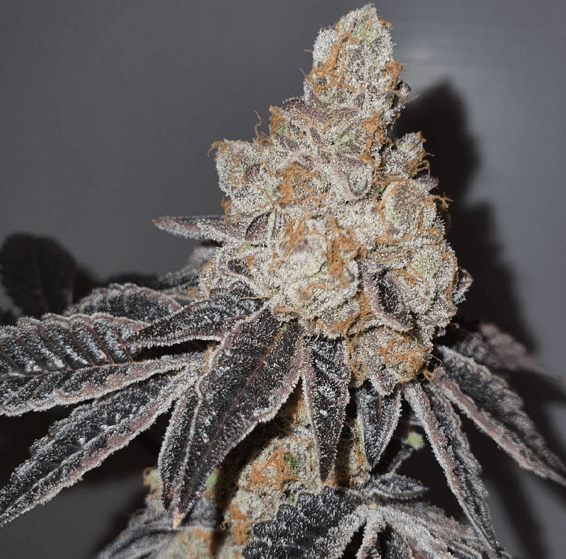 Forbidden Zkittlez - Imagem 3