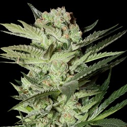 Mozzarella - Imagem 2