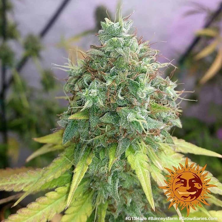 G13 Haze - Imagem 2