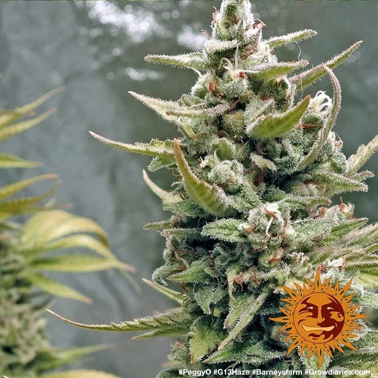 G13 Haze - Imagem 3