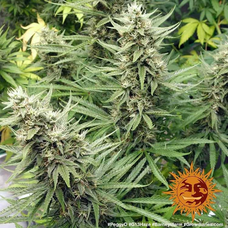 G13 Haze - Imagem 4
