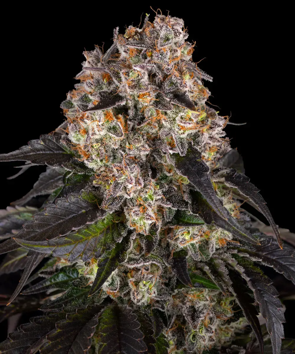 Girl Scout Cookies - Imagem 3