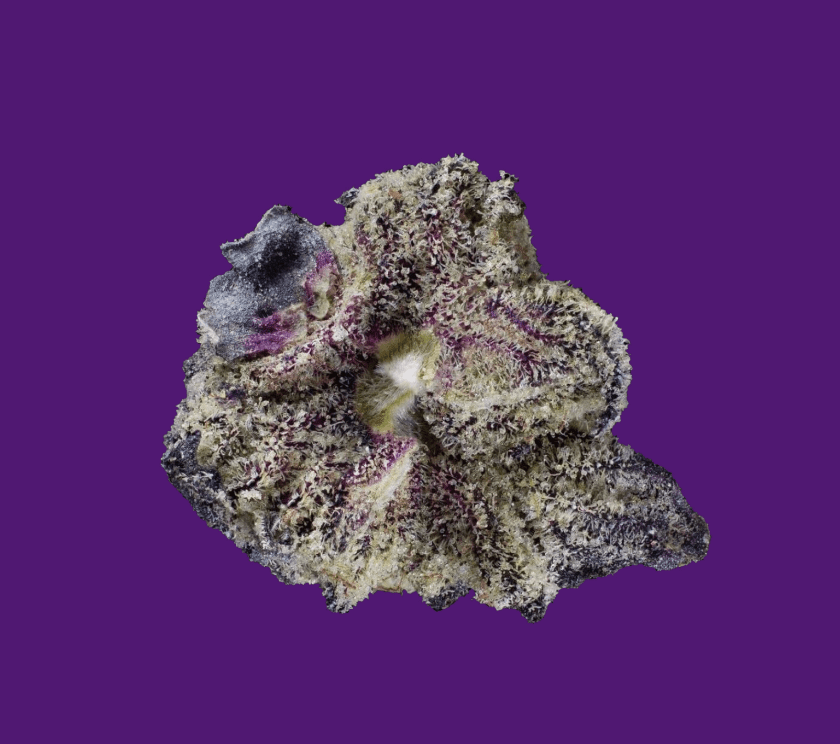 Gomu Gomu Mango - Imagem 2