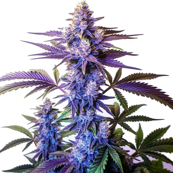 Grandaddy Purple - Imagem 2