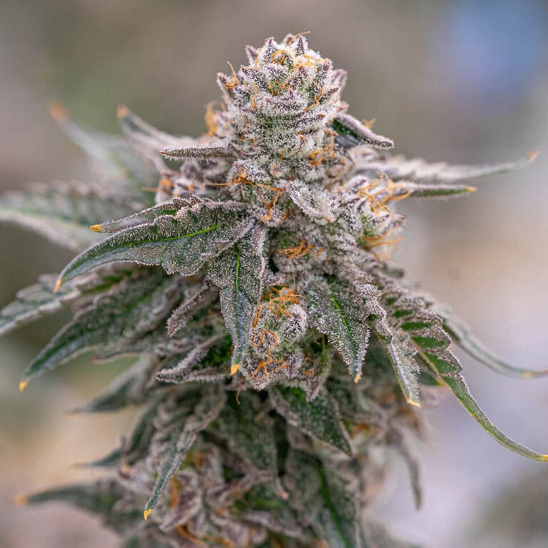 Grape Gas - Imagem 2