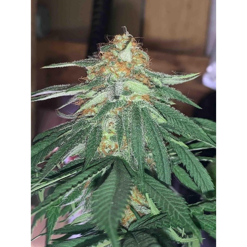 Green Papaya - Imagem 4