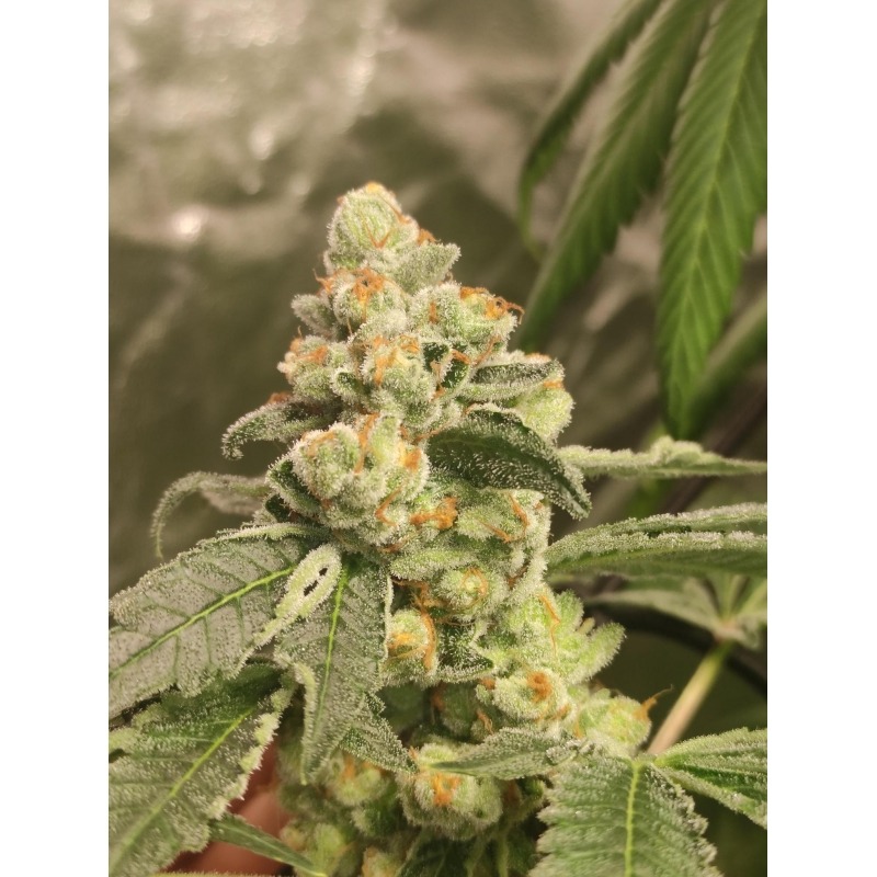 Green Papaya - Imagem 2