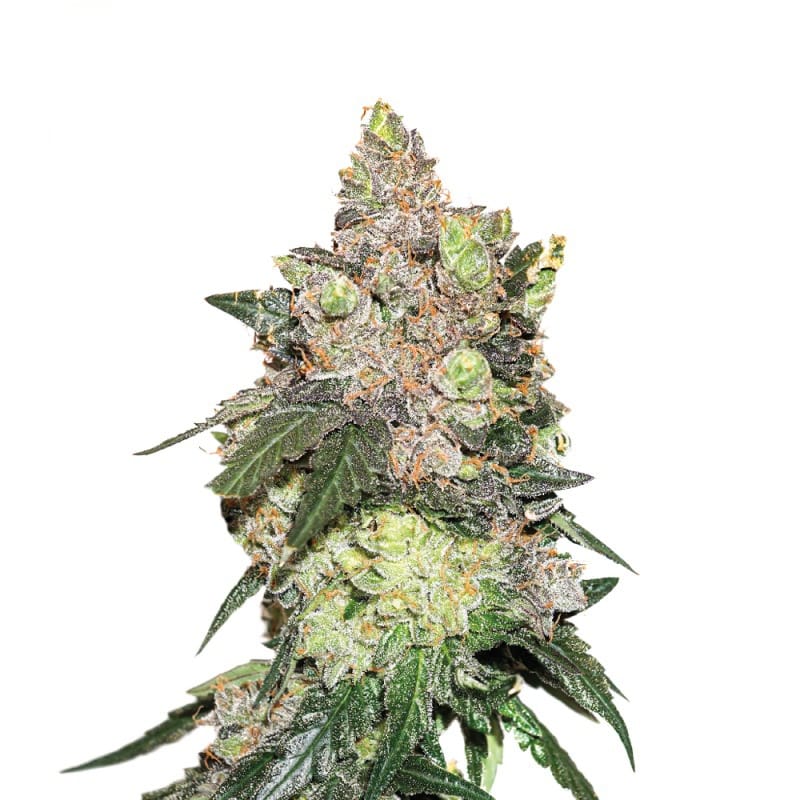 Girl Scout Cookies - Imagem 2