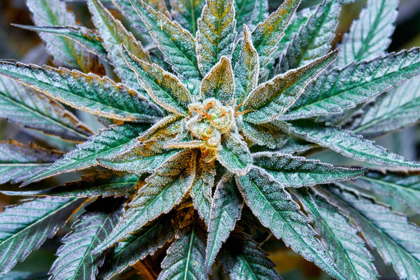 Gush Mintz - Imagem 4