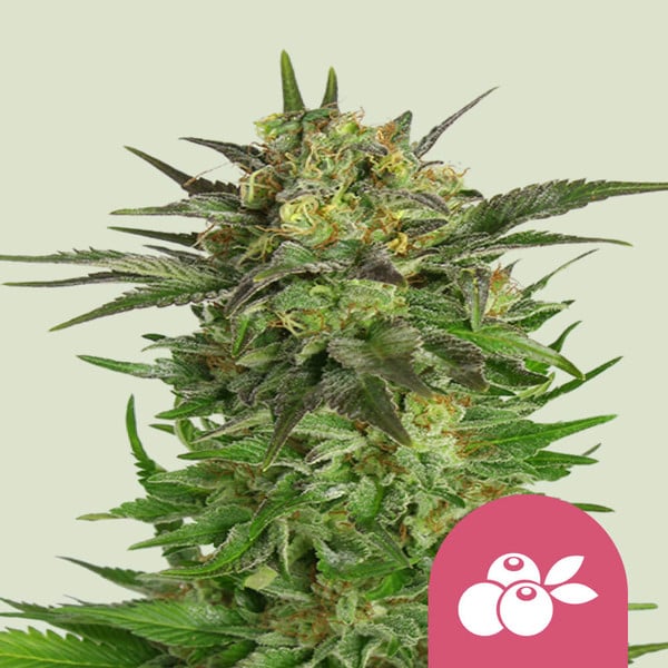 Haze Berry - Imagem 2