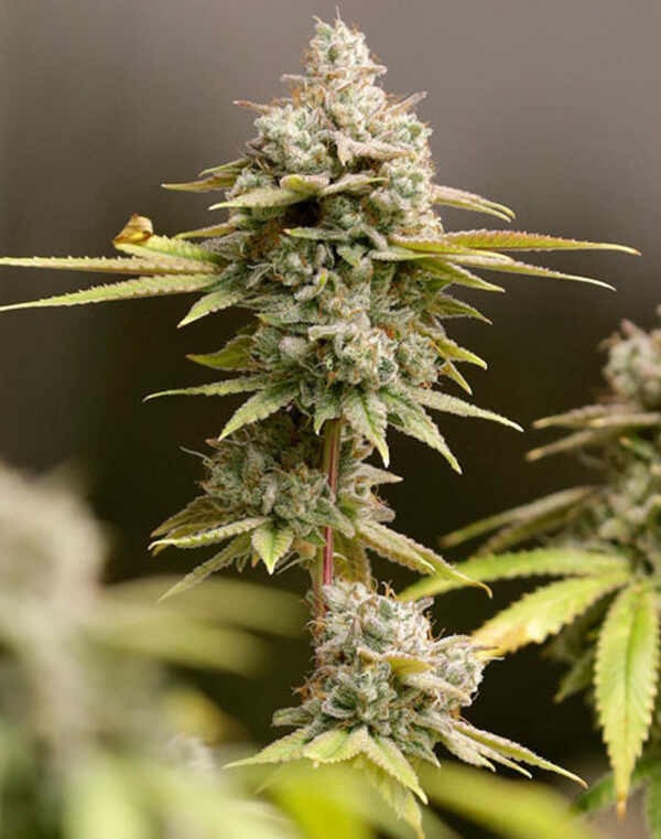 Ice Cream Cake - Imagem 4