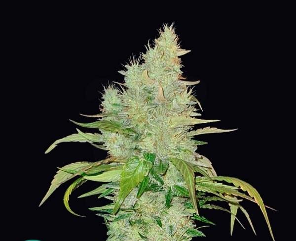 Ice Cream Cake - Imagem 5