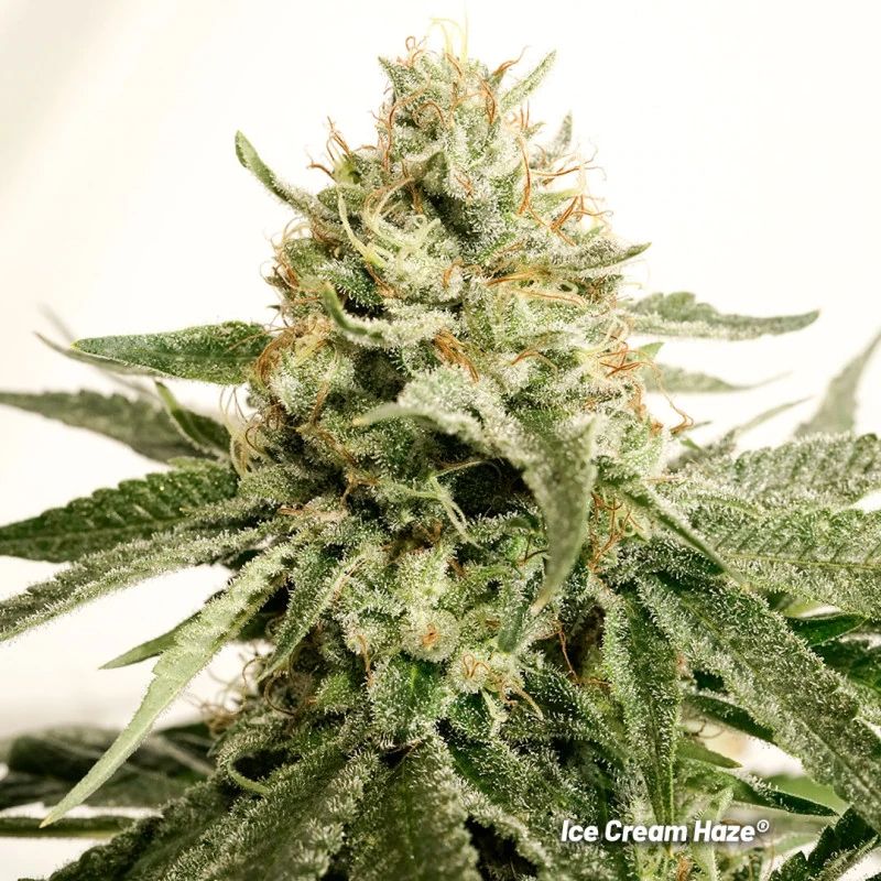 Ice Cream Haze - Imagem 2