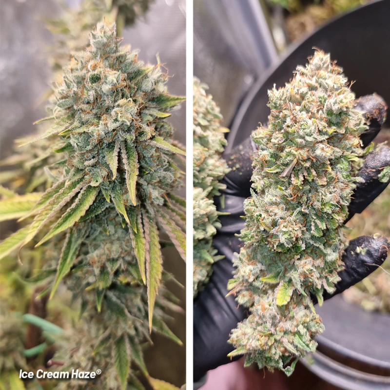 Ice Cream Haze - Imagem 3