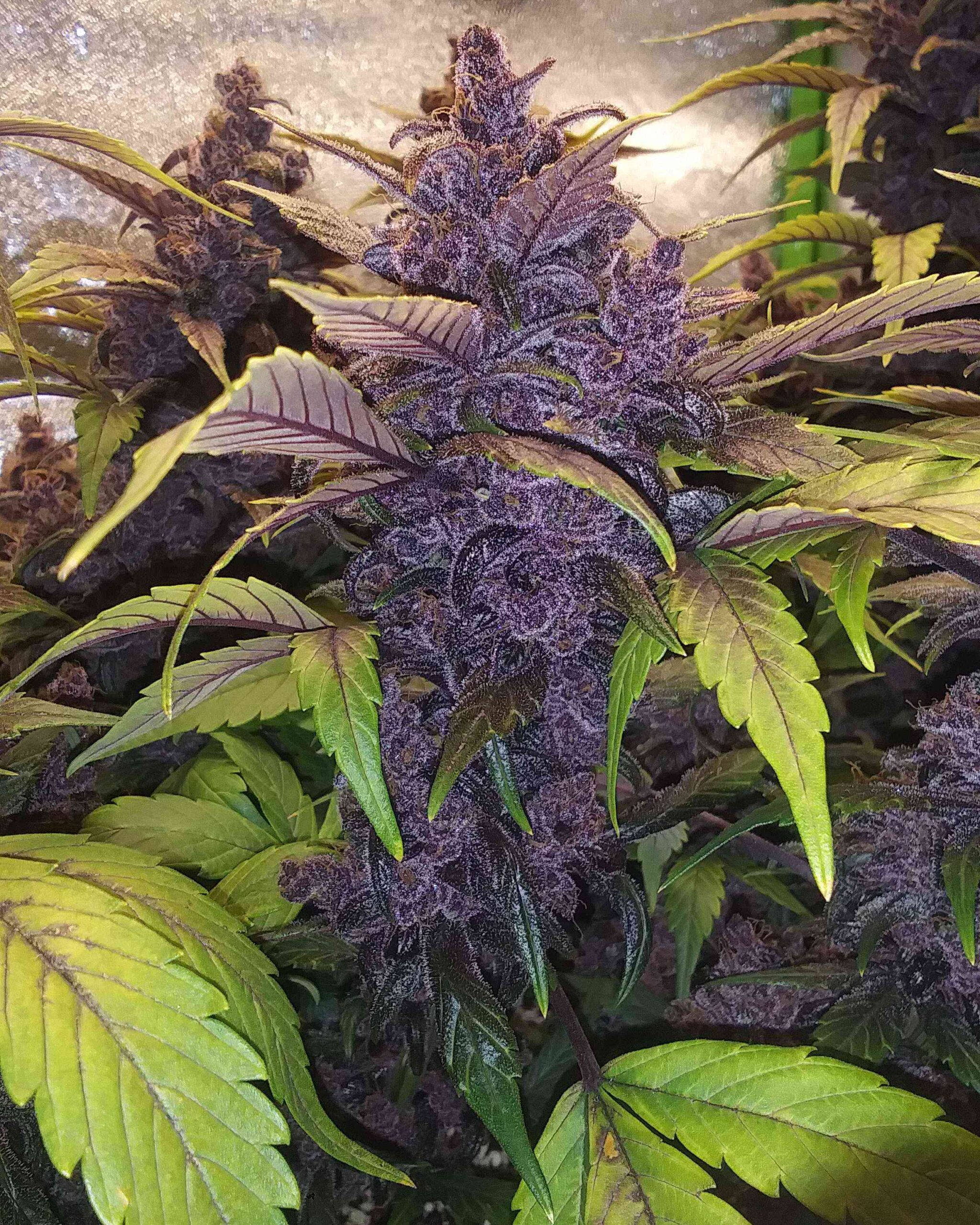 Purple Lemon - Imagem 2