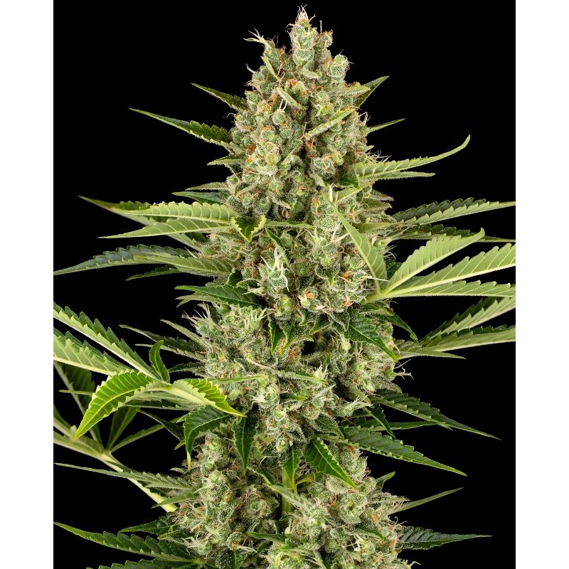 Jack Herer Auto - Imagem 3