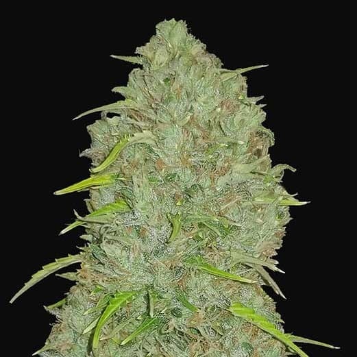 Jack Herer Auto - Imagem 2