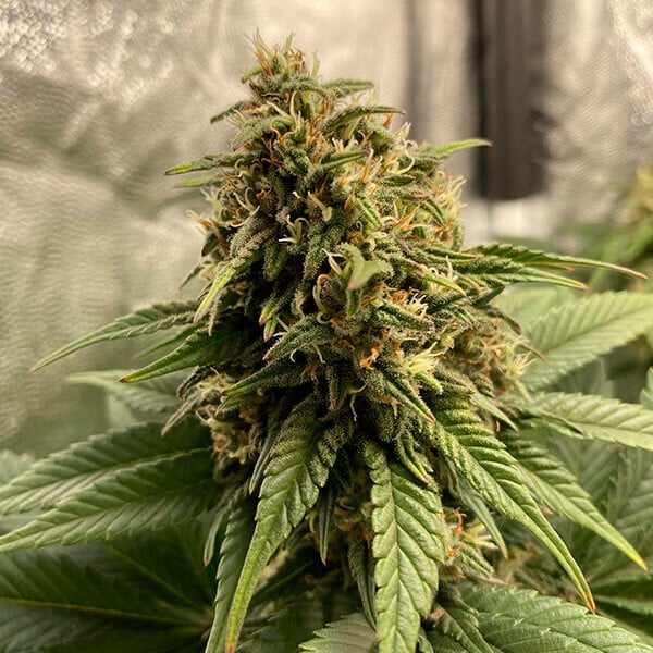 Joanne's Cbd - Imagem 4