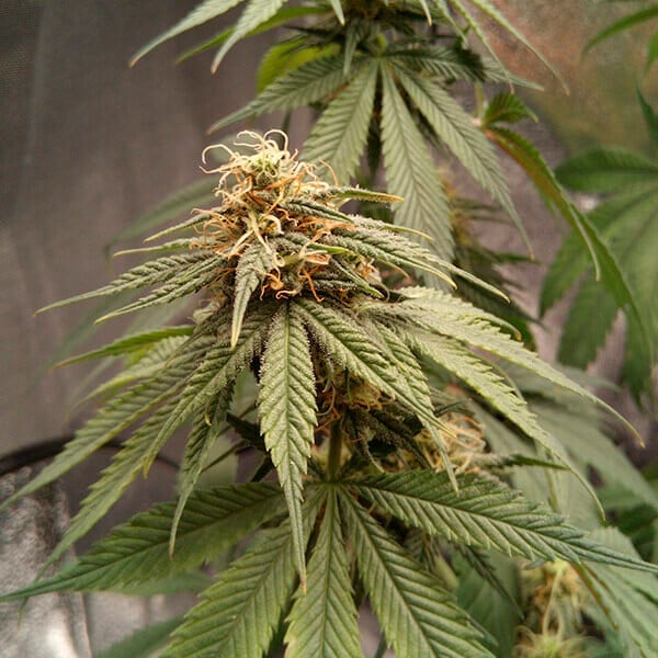 Joanne's Cbd - Imagem 3