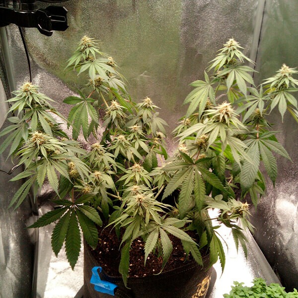 Joanne's Cbd - Imagem 2