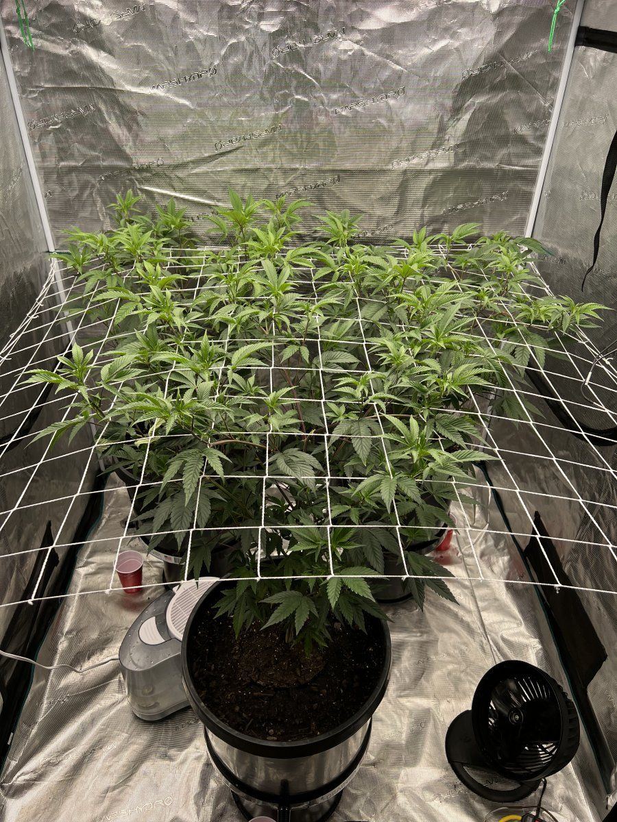 Jungle Cake - Imagem 2