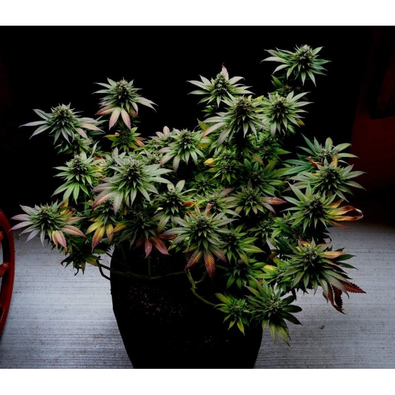 Lava Freeze - Imagem 2